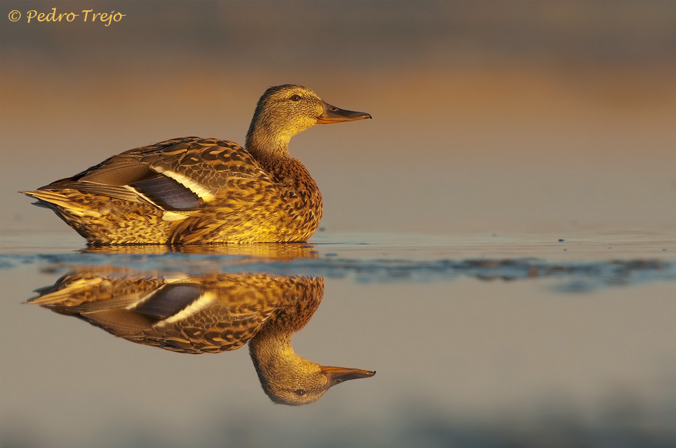 Anade real (Anas platyrhynchos)